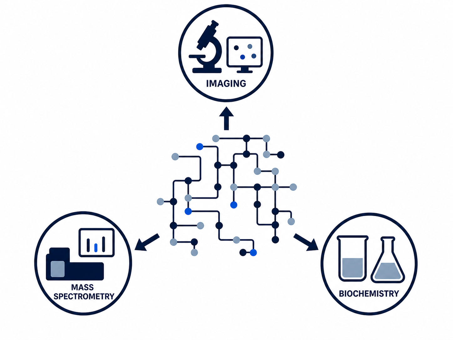 Imaging, mass spectrometry, and biochemistry converge on the cell's metabolic network