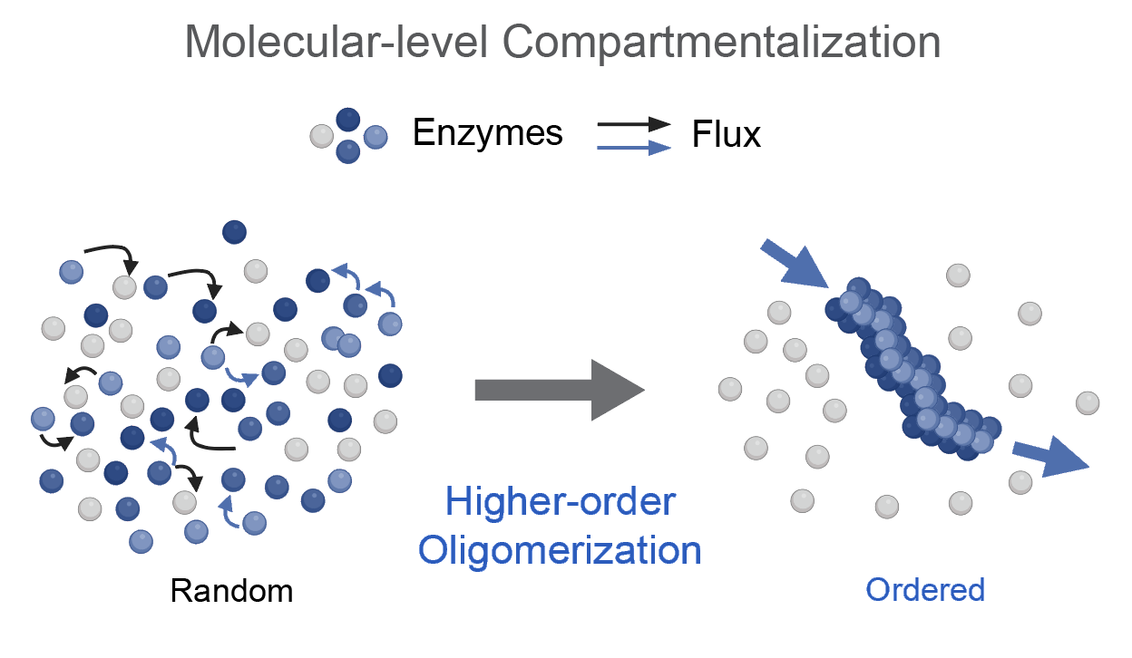Molecular-level compartmentalization: random enzymes versus higher-order oligomerization